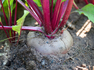 Хочете мати гігантський урожай буряка? Просто посадіть це поряд із ним