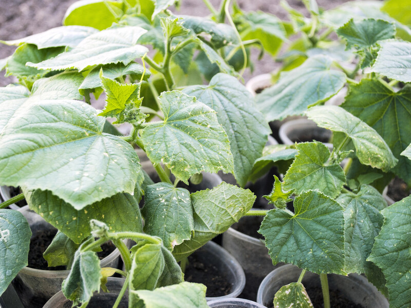 Названа дата, когда нужно проращивать огурцы на рассаду. Сделайте так же – и урожай будет в изобилии