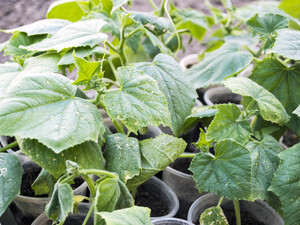 У цих числах посійте огірки на розсаду – і врожай будете збирати ящиками. Порада досвідченої городниці