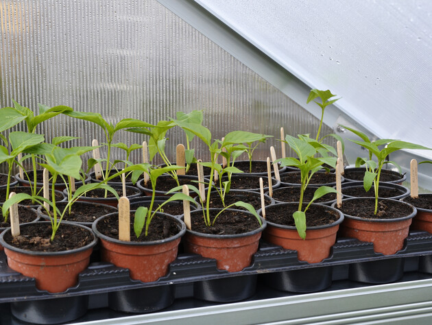 Чем обработать рассаду