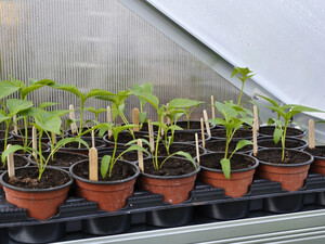 Що 10 днів обробляйте цим розсаду – і вона буде міцною й здоровою. Простий захист від хвороб