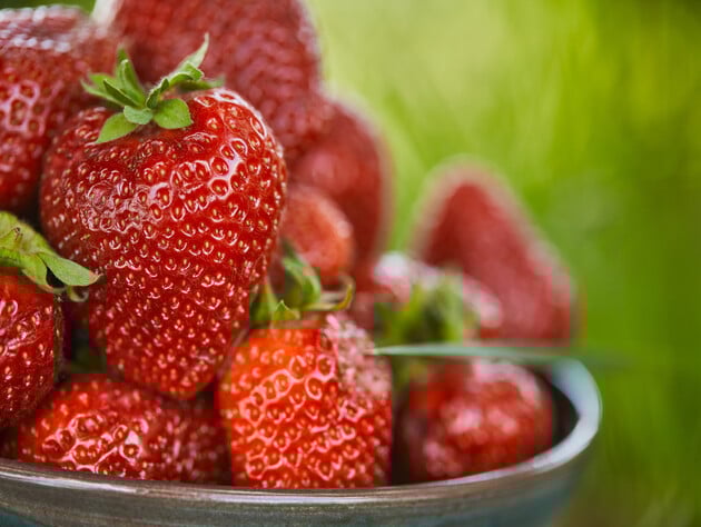 Аромат цієї полуниці відчутно на кілька метрів. Названо найсолодший сорт