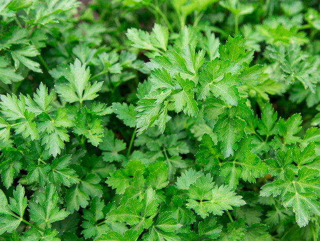 Три сорти петрушки, які задовольнять вимоги будь-якого городника