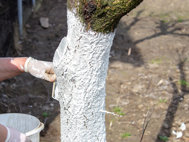 Какие деревья нужно побелить в марте, а какие – не стоит