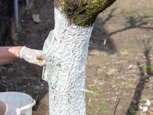 Какие деревья нужно побелить в марте, а какие – не стоит