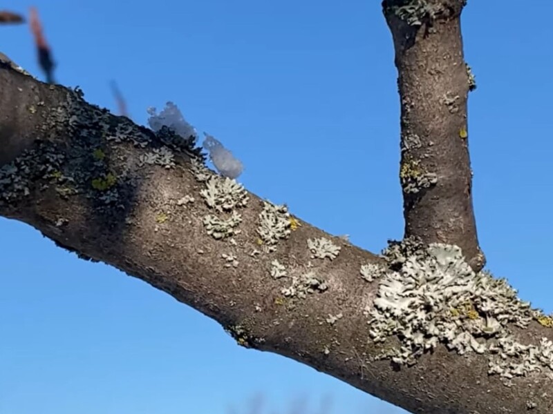 Сделайте это до потепления. Как навсегда убрать мох и лишайники с деревьев