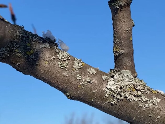 Сделайте это до потепления. Как убрать мох и лишайники с деревьев
