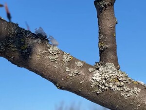 Зробіть це до потепління. Як назавжди прибрати мох і лишайники з дерев