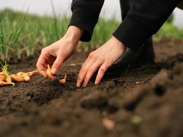 Когда лучше всего сажать лук в 2026 году. Благоприятные дни для рекордного урожая в марте и апреле