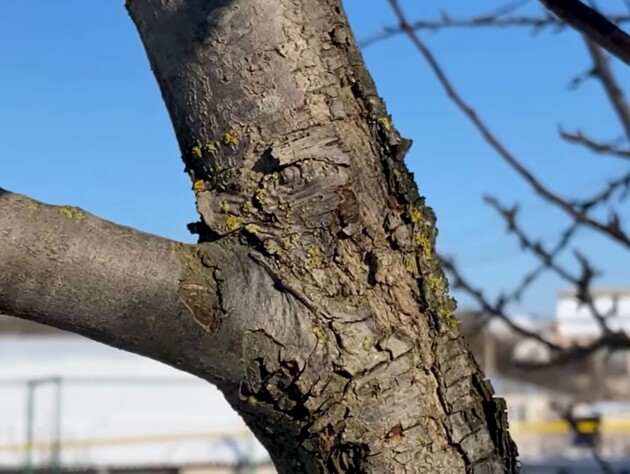 Деревья станут чистыми и здоровыми. Это простое средство победит мох и лишайники весной