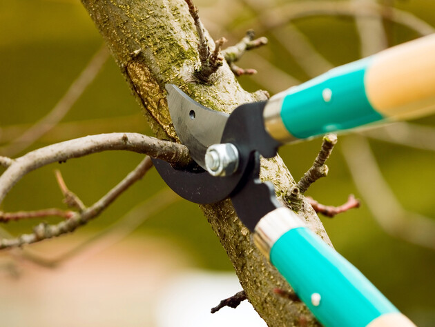 Слива жирует и не плодоносит? Сделайте это ранней весной во время обрезки