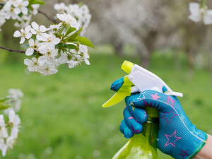 Не пропустите три обработки яблони, чтобы не потерять урожай. Когда и чем обрабатывать деревья?