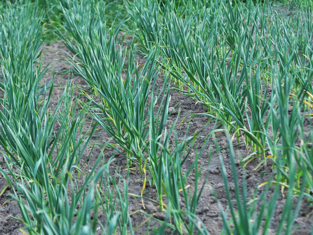 Урожай озимого часнику буде нереальний! Проведіть навесні п'ять важливих дій
