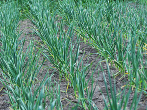 Урожай озимого чеснока будет нереальным! Сделайте весной пять важных действий