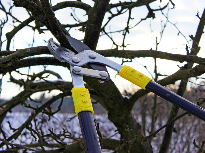 Абрикос цього не пробачає. Чому інтенсивне обрізання дерева в березні може залишити без урожаю