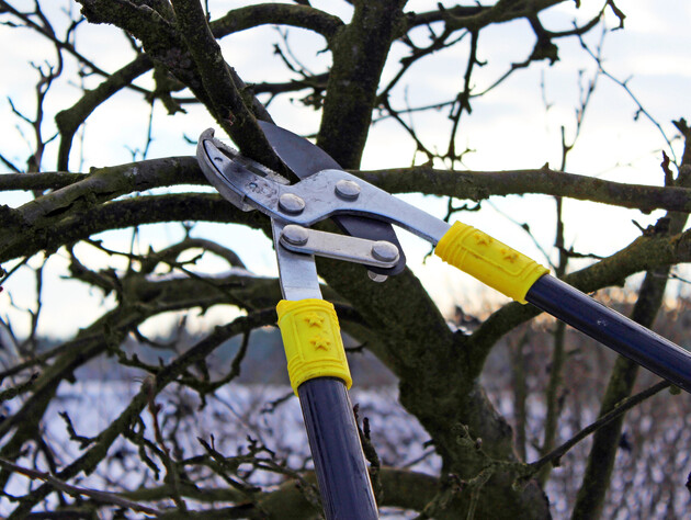 Абрикос этого не прощает. Почему интенсивная обрезка дерева в марте может оставить без урожая