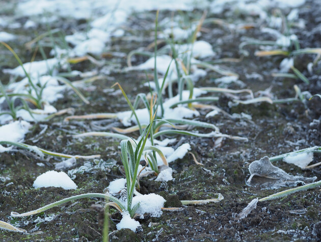 В начале марта немедленно сделайте это с озимым чесноком – иначе урожая не дождетесь