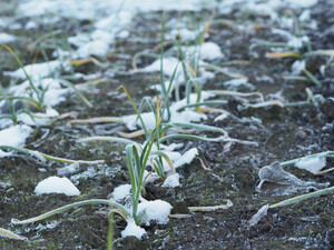 Зробіть це з озимим часником на початку березня – і влітку зберете щедрий урожай