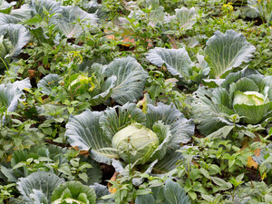 Головки капусти виростуть тугими й великими. Полийте грядку крейдяним розчином. Точні пропорції добрива