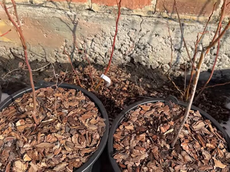 В начале марта уберите эти ветки с куста - и голубика завалит урожаем. Главные правила обрезки