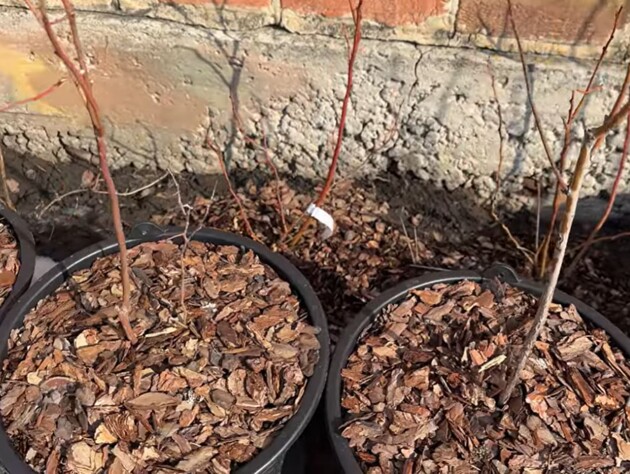 В начале марта уберите эти ветки с куста - и голубика завалит урожаем. Главные правила обрезки