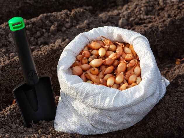 Сделайте это за три недели до посадки – и лук завалит урожаем. Секрет, как избежать стрелок