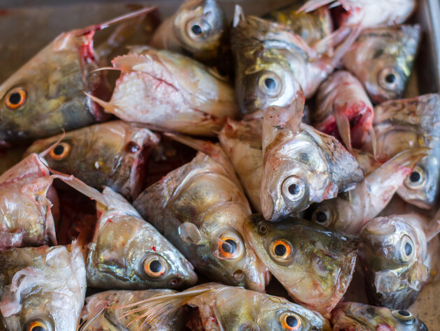 Рыбные отходы помогут получить максимальный урожай в новом сезоне. Четыре метода применения