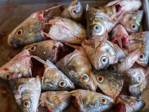 Рибні відходи допоможуть отримати максимальний урожай в новому сезоні. Чотири методи застосування