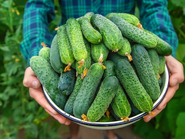Этот выбор - беспригрышный. Названы пять самых урожайных сортов огурцов