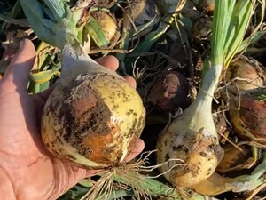 Посійте до 20 березня. Городник розкрив секрет щедрого врожаю цибулі