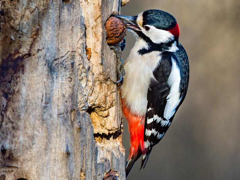 Почему дятел не устает долбить дерево. Орнитолог раскрыла секрет его выносливости 