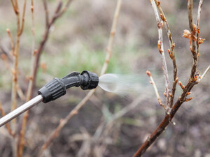 Знищить усіх шкідників. Названо найефективніший засіб для першого оброблення саду