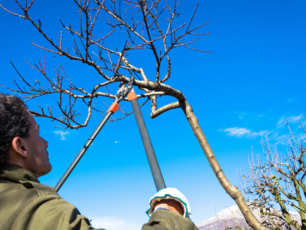 Обрезка персика весной. Что сделать в марте, чтобы дерево ломилось от плодов