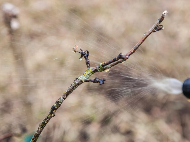 Секрет приготовления бордоской смеси. Сделайте все именно так – и опрыскиватель не забьется