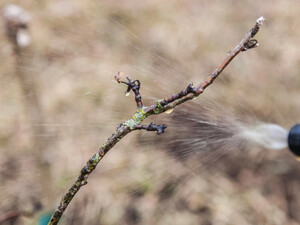 Секрет приготування бордоської суміші. Зробіть усе саме так – й обприскувач не заб'ється