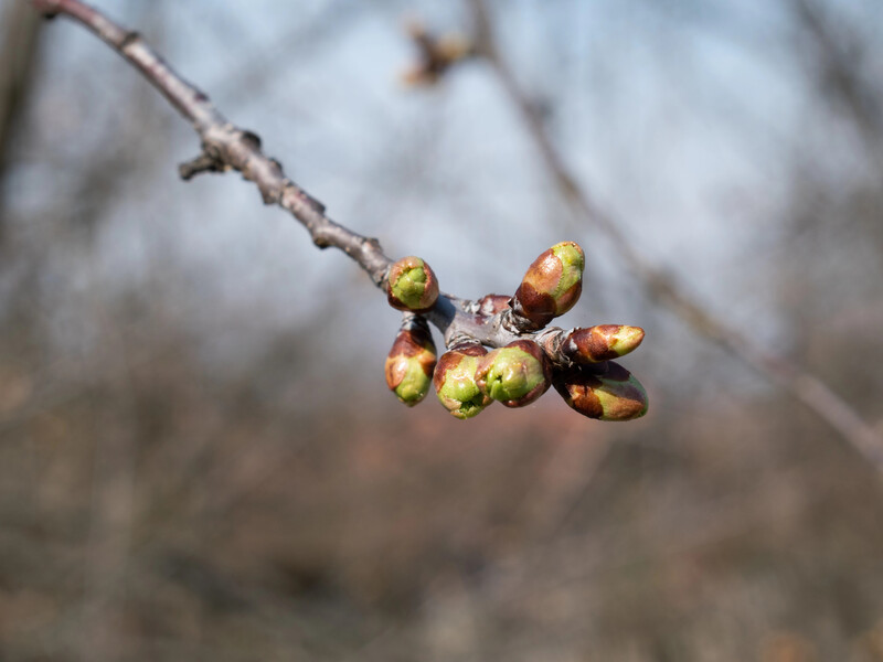 Если на улице уже +8 °C – приступайте к обработке сада. Названа эффективная баковая смесь