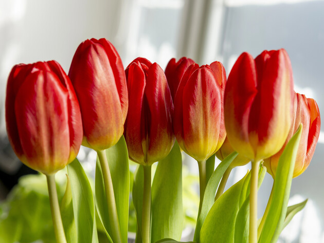 Тюльпани стоятимуть неймовірно довго! Сім простих кроків збережуть свіжості квітів у вазі