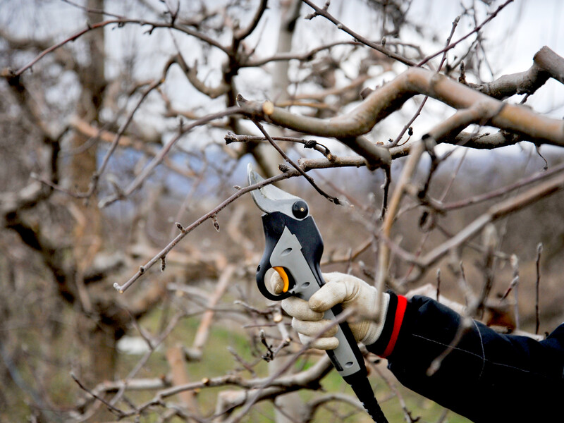 Удалите эти ветки – и яблоня начнет щедро плодоносить. Простая и понятная схема обрезки