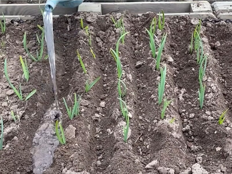 Прямо сейчас растворите это в воде – и чеснок сразу позеленеет и пойдет в рост