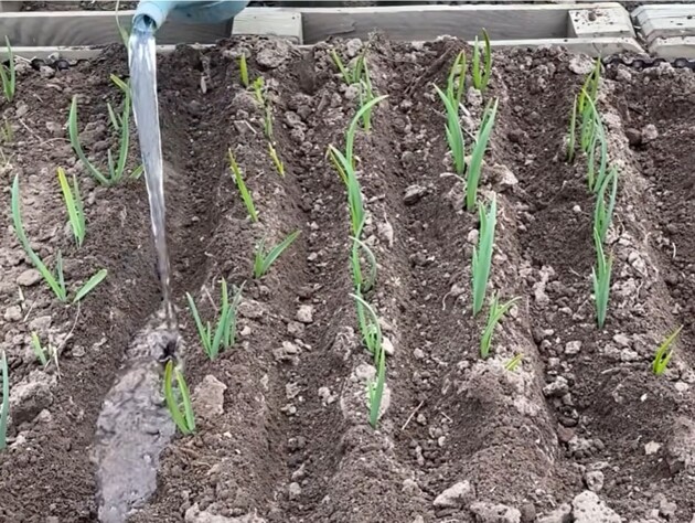 Прямо сейчас растворите это в воде – и чеснок сразу позеленеет и пойдет в рост