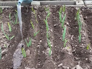 Просто зараз розчиніть це у воді – і часник одразу позеленіє й піде в ріст