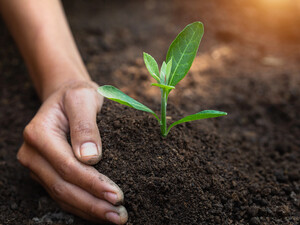 Кавова гуща на городі: користь і шкода