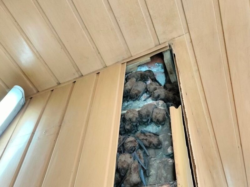 У Харкові під обшивкою балкона виявили приблизно 900 кажанів, які там зимували. Фото, відео