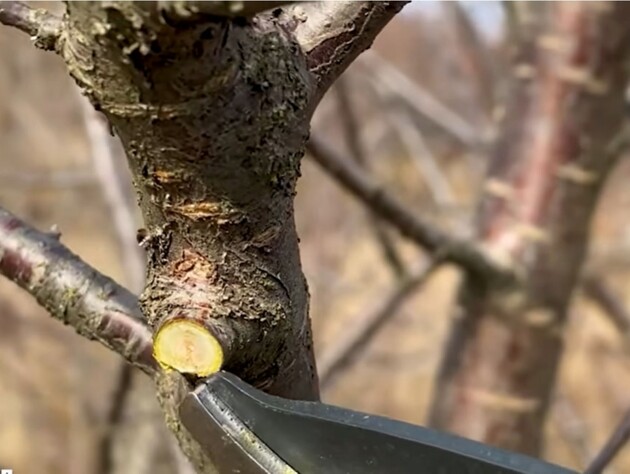 Обработайте этим срезы на деревьях – и они быстро заживут