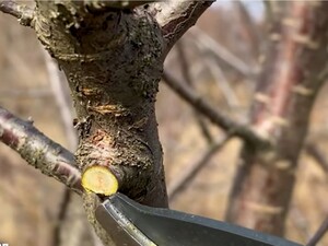 Никогда не мажьте этим срезы деревьев. Садовод предупредил о роковой ошибке весеннего ухода