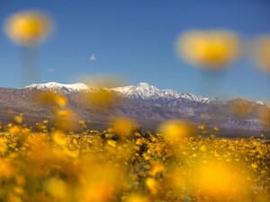 Впервые за десятилетие Долина Смерти зацвела. Фото