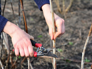 Эти действия спасут урожай малины, если не успели обрезать кусты осенью