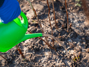 Самый эффективный раствор для подкормки малины. Украинский селекционер поделился секретом