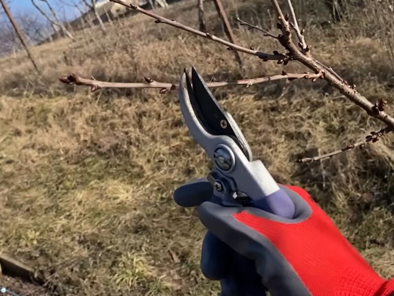 Опытные садоводы используют это простое правило при обрезке – и собирают горы черешни