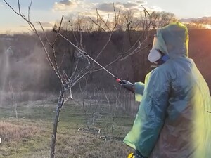 Садоводы уже обрабатывают сад от вредителей, чтобы успеть до распускания почек. Названы два препарата